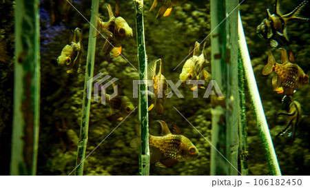 Closeup of fishes living between bamboo stems growing from lake or river. Abstract natural background or backdrop, aquarium life, diving underwater Closeup of fishes living between bamboo stems growing from lake or river. Abstract natural background or backdrop, aquarium life, diving underwater 106182450