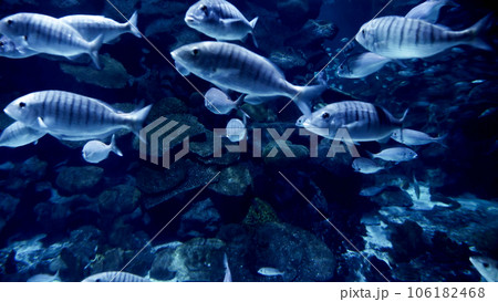 Underwater shot of lots of fishes swimming between cliffs and coral reefs. Light rays shining through water. Abstract underwater background or backdrop. 106182468