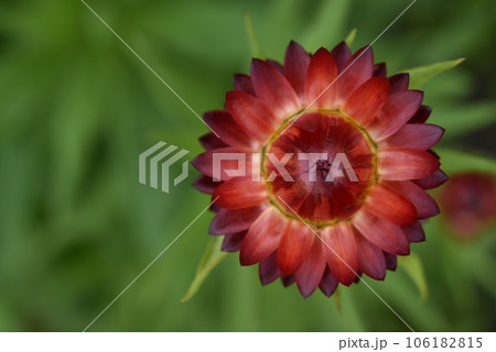 Red immortelle flower on a green background. Helichrysum Mill. Red immortelle flower on a green background. Helichrysum Mill. 106182815