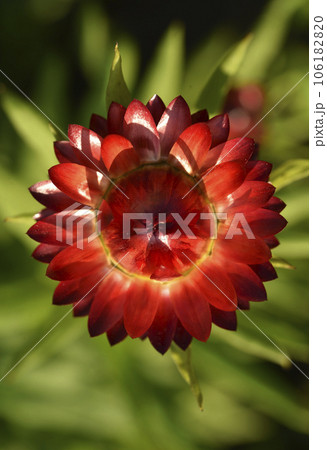 Red immortelle flower on a green background. Helichrysum Mill. 106182820