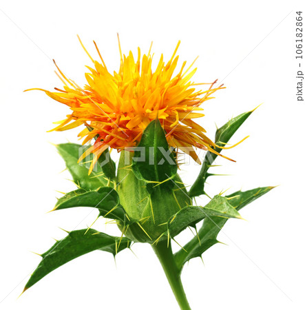 Safflower 106182864