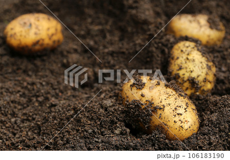 Newly harvested potatoes Newly harvested potatoes 106183190