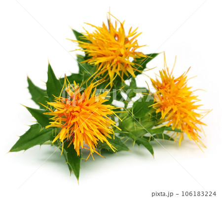 Close up of safflowers Close up of safflowers 106183224