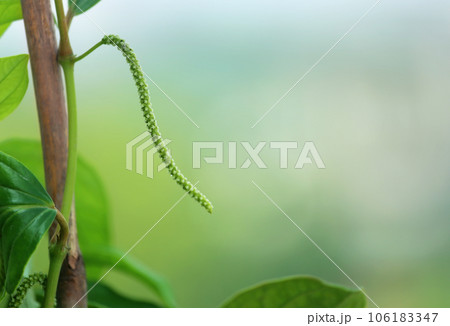 Flower of black pepper 106183347