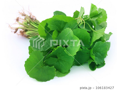 Medicinal thankuni leaves 106183427