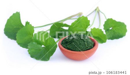 Medicinal thankuni leaves 106183441