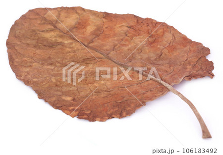 Dry tobacco leaf 106183492
