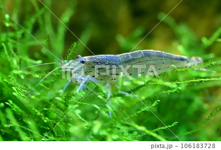 Yamato shrimp on java moss 106183728
