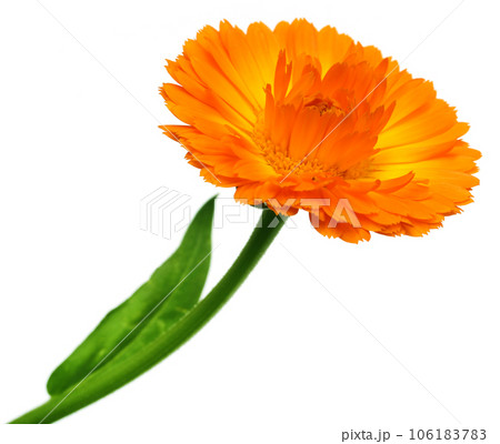 Closeup of calendula Closeup of calendula 106183783