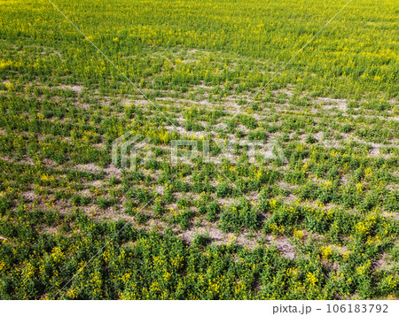 Rape seedlings on a farm field. Blooming rapeseed, top view. Rape seedlings on a farm field. Blooming rapeseed, top view. 106183792