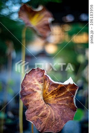 革堂・行願寺の秋、アサギマダラを待つ藤袴祭の境内、生命力の衰えた蓮の葉に秋の気配 106183956