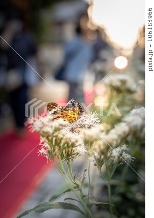革堂・行願寺の秋、アサギマダラを待つ藤袴祭の境内、フジバカマに飛来したのはツマグロヒョウモン 106183966