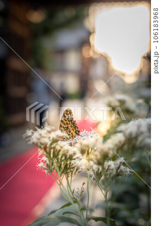革堂・行願寺の秋、アサギマダラを待つ藤袴祭の境内、フジバカマに飛来したのはツマグロヒョウモン 革堂・行願寺の秋、アサギマダラを待つ藤袴祭の境内、フジバカマに飛来したのはツマグロヒョウモン 106183968
