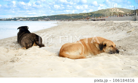 Two stray dogs sleeping on the warm sand of sea beach. 106184816
