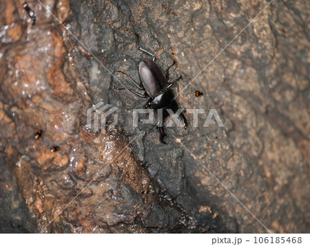 樹液に集まる昆虫のコクワガタ 106185468