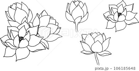Composition with wind lotus flowers and buds. hand drawn black line art illustration. Outline floral drawing for for logo, tattoo, packaging design, compositions. Water Lily botanical vector design 106185648