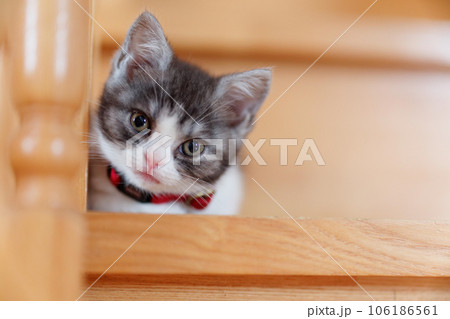 階段にいる猫 106186561