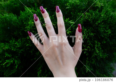 Girl left hand with long nails and a dark red cherry manicure touches the foliage of a bush Girl left hand with long nails and a dark red cherry manicure touches the foliage of a bush 106186876