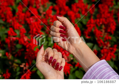 Female hands show a new red manicure on the nails of the fingers against the background of red roses 106186887