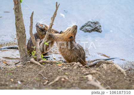 river rats are playing on the river shore 106187310