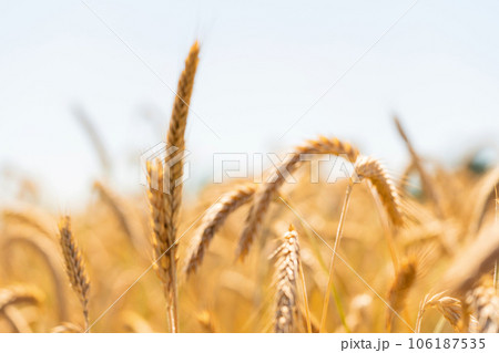 Rye field on sunny day, closeup. Close up of rye ears, field of rye 106187535