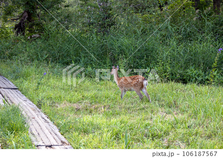 尾瀬のニホンジカ 106187567