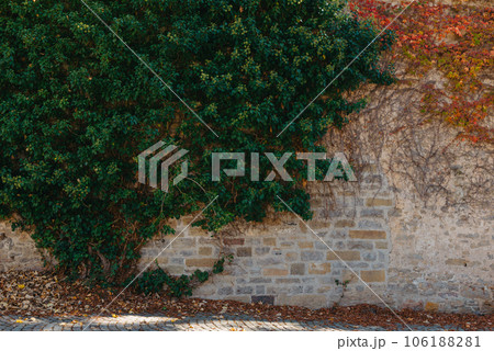 Green Vegetation On An Old Brick Wall. Ivy Beautiful Shape. Grungy Brick Wall Overgrown By Ivy Warm Tint. Brick Wall With Beautiful Green Ivy Foliage On The Side 106188281