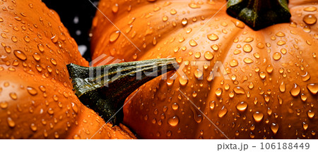 Pumpkin harvesting, banner with pumpkins and water drops. High quality photo Pumpkin harvesting, banner with pumpkins and water drops. High quality photo 106188449