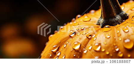 Pumpkin harvesting, banner with pumpkins and water drops. High quality photo 106188807