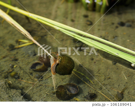 田んぼで元気に歩くジャンボタニシ 田んぼで元気に歩くジャンボタニシ 106189041