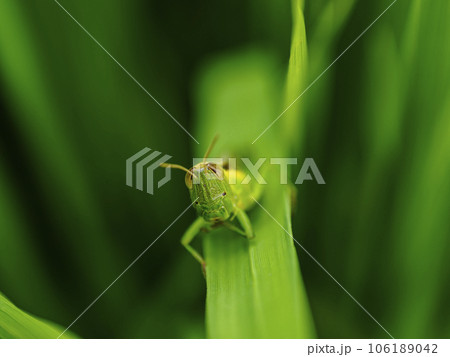 田んぼの中のバッタくん 106189042