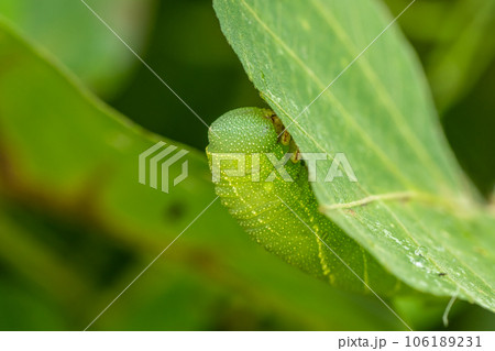 トビイロスズメ幼虫 106189231