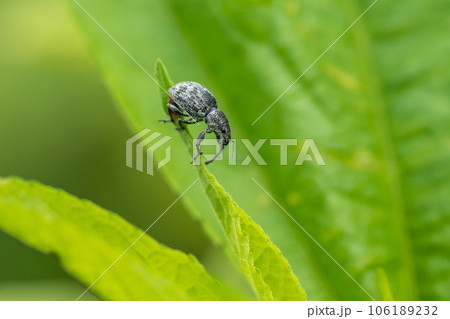 コフキゾウムシ 106189232