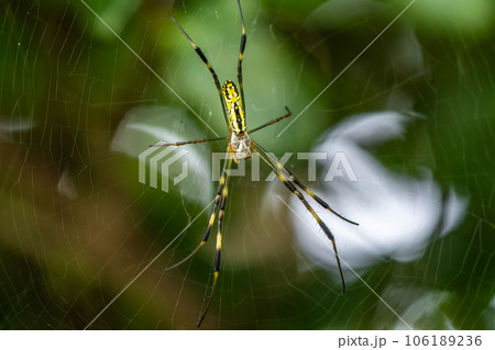 ジョロウグモ幼体 ジョロウグモ幼体 106189236