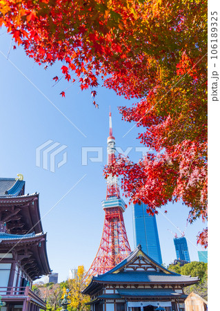 晩秋の東京港区　紅葉の増上寺と東京タワー 106189325