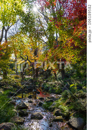 晩秋の東京港区 紅葉の芝公園もみじ谷 晩秋の東京港区 紅葉の芝公園もみじ谷 106189582