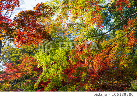 晩秋の東京港区 紅葉の芝公園もみじ谷 晩秋の東京港区 紅葉の芝公園もみじ谷 106189586
