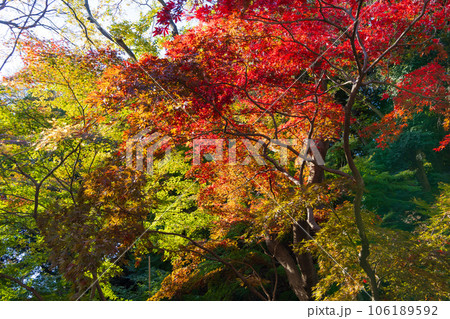 晩秋の東京港区 紅葉の芝公園もみじ谷 晩秋の東京港区 紅葉の芝公園もみじ谷 106189592