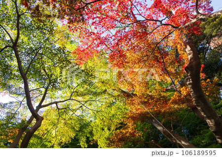 晩秋の東京港区 紅葉の芝公園もみじ谷 晩秋の東京港区 紅葉の芝公園もみじ谷 106189595