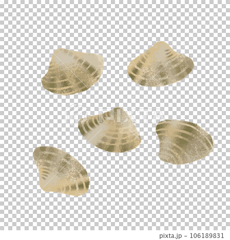 Watercolor illustration of clam 106189831