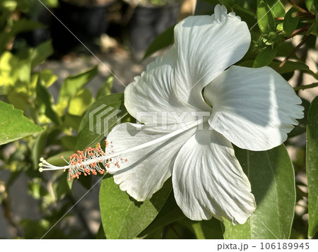 White Hibiscus Flower closeup (lat.- Hibiscus) White Hibiscus Flower closeup (lat.- Hibiscus) 106189945