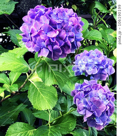 初夏の梅雨に庭に咲く紫色のあじさいが色鮮やかで美しい 106190199
