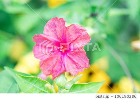 赤いオシロイバナ 赤いオシロイバナ 106190286