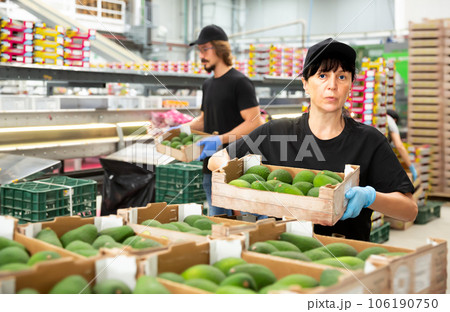 Adult hardworking woman stacks avocado 106190750