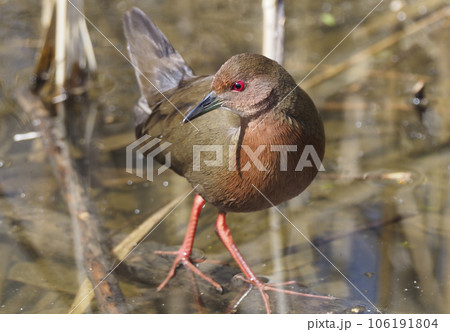 ヒクイナ 106191804