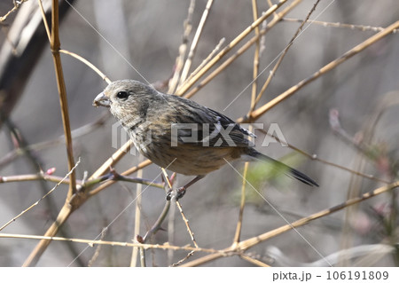 ベニマシコの雌 106191809