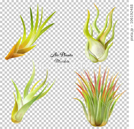 Illustration set of air plants Illustration set of air plants 106192488