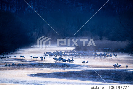 厳寒の丹頂鶴の寝床 106192724