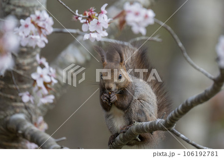 桜の木で食事中のエゾリス 106192781
