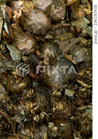 彼岸花の球根 106193438